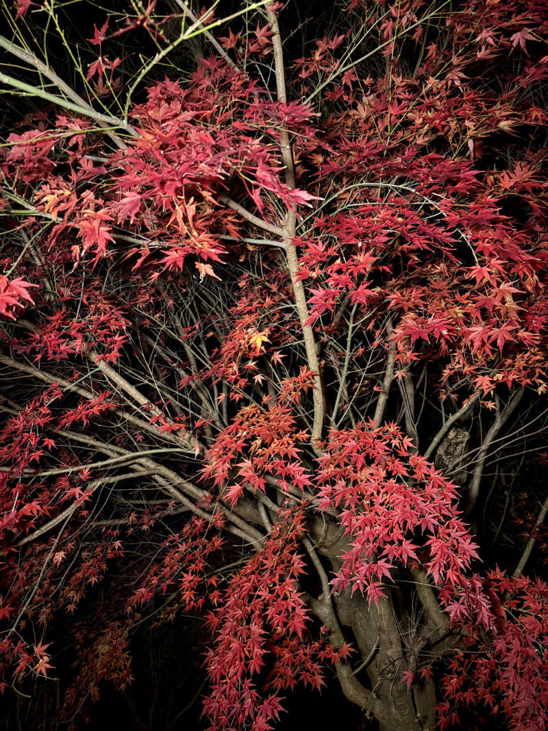 まっしゅちゃんさんのLEPO by TAKIVILLAGEのサ活写真