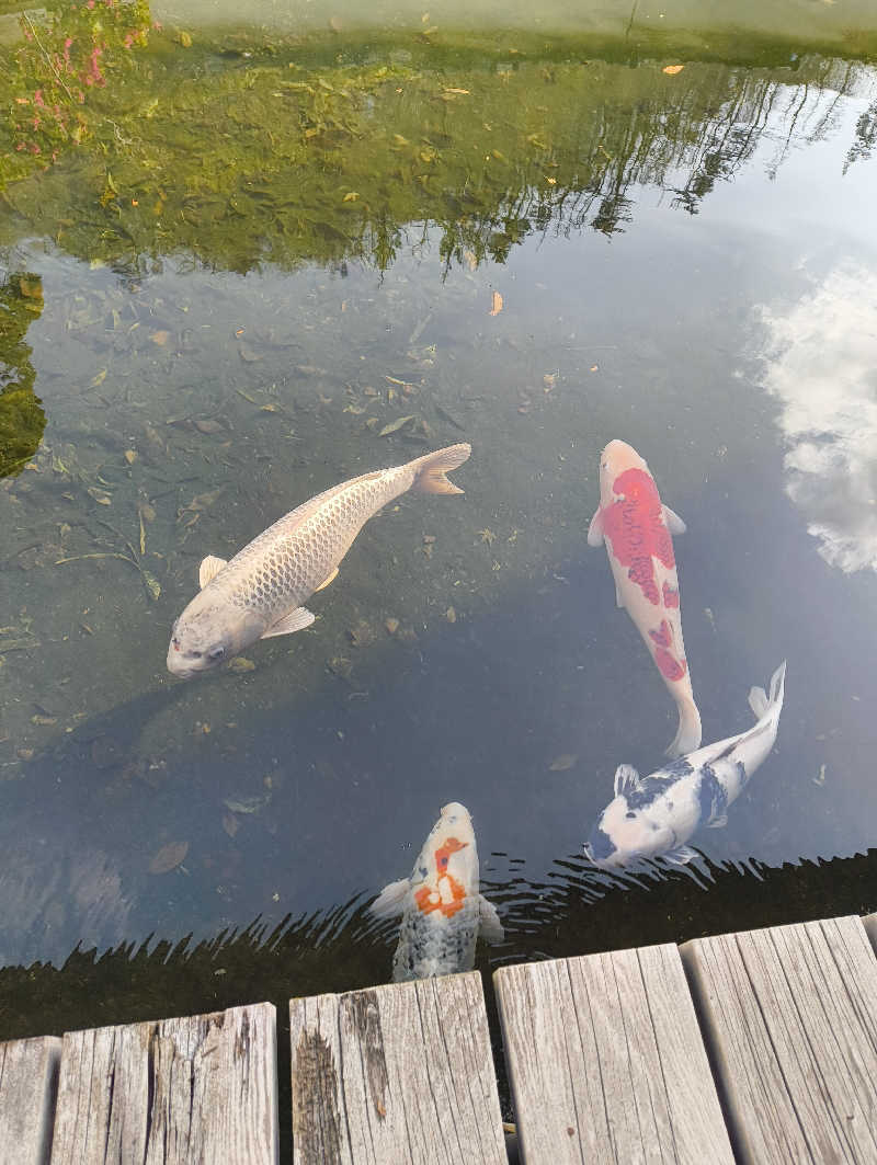 銀の斧さんの龍の湯のサ活写真