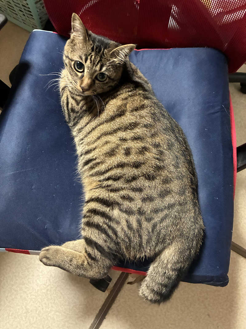 SKL(とらこ🐯)さんの駿河の湯 坂口屋のサ活写真