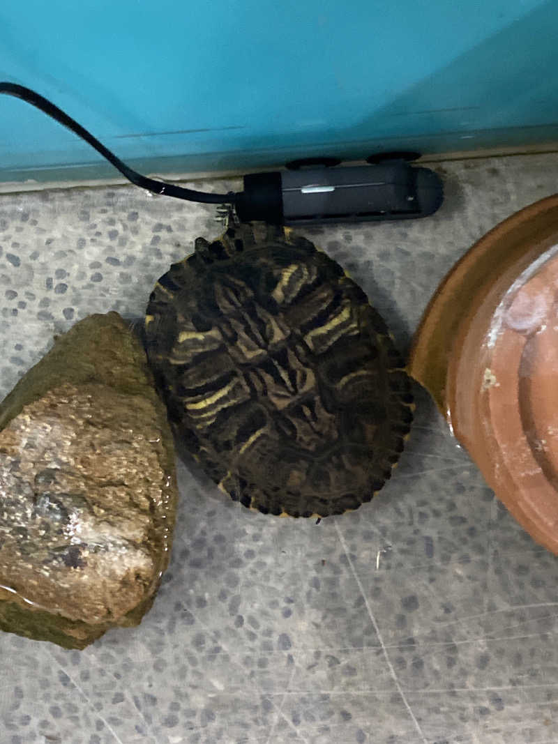 こーじさんのピュア涌泉寺のサ活写真