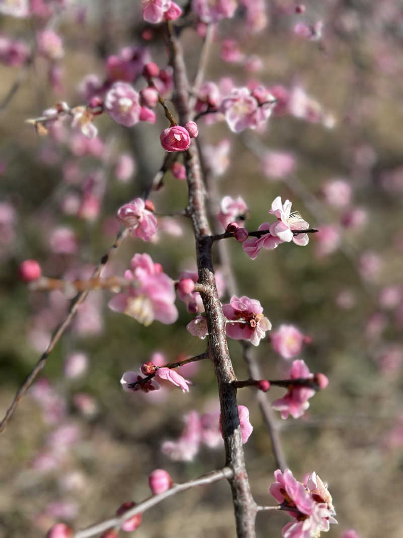 ★TAKUさんの神馬の湯のサ活写真
