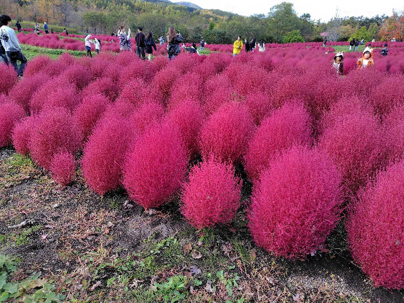豆美さんのユンニの湯のサ活写真