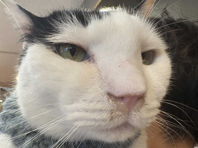 しろくまさんの行田・湯本天然温泉 茂美の湯のサ活写真