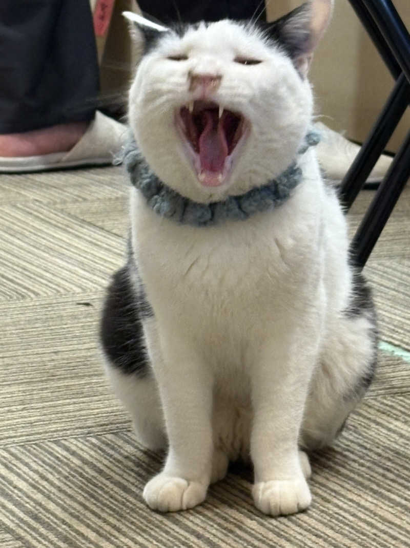 しろくまさんの行田・湯本天然温泉 茂美の湯のサ活写真