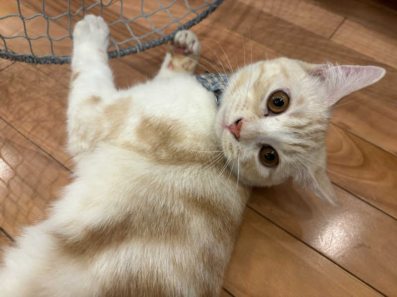 しろくまさんの行田・湯本天然温泉 茂美の湯のサ活写真