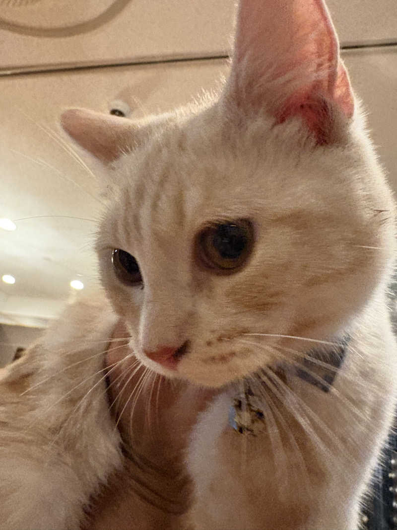 しろくまさんの行田・湯本天然温泉 茂美の湯のサ活写真