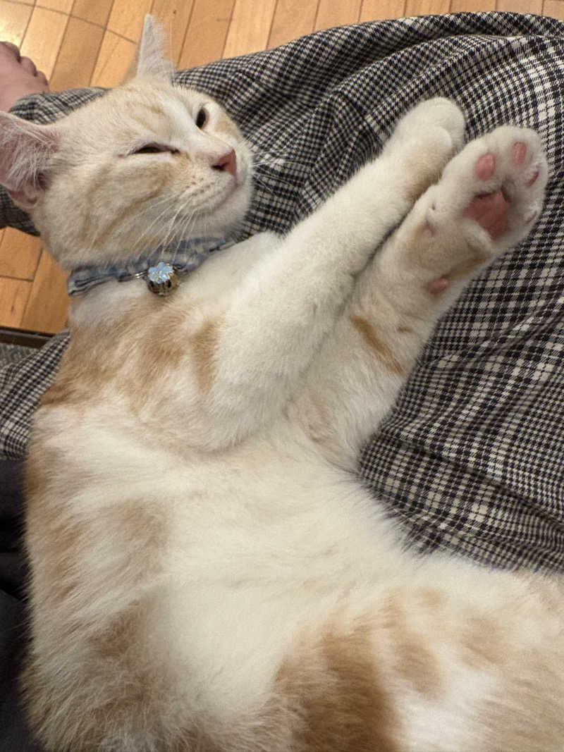 しろくまさんの行田・湯本天然温泉 茂美の湯のサ活写真