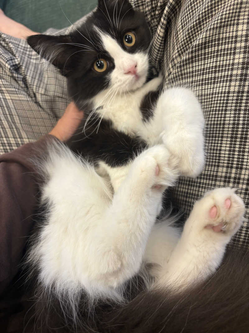 しろくまさんの行田・湯本天然温泉 茂美の湯のサ活写真