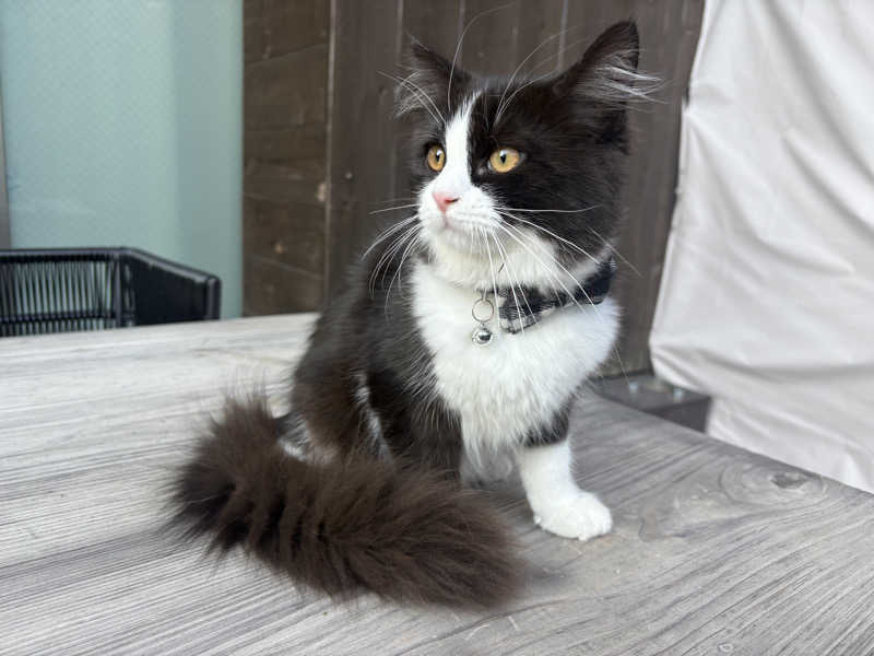 しろくまさんの行田・湯本天然温泉 茂美の湯のサ活写真