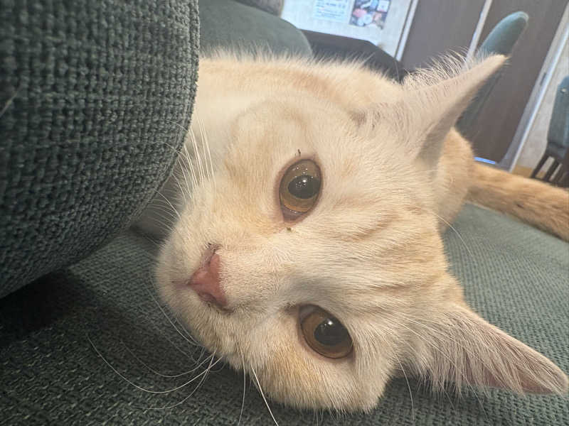 しろくまさんの行田・湯本天然温泉 茂美の湯のサ活写真