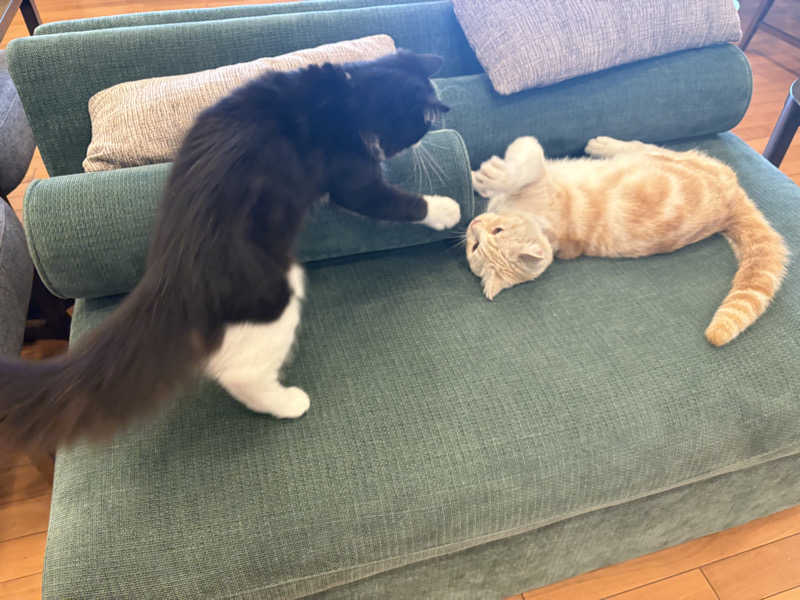 しろくまさんの行田・湯本天然温泉 茂美の湯のサ活写真