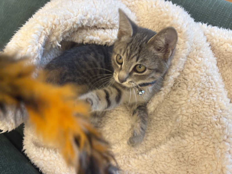 しろくまさんの行田・湯本天然温泉 茂美の湯のサ活写真