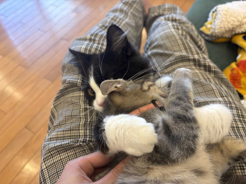 しろくまさんの行田・湯本天然温泉 茂美の湯のサ活写真