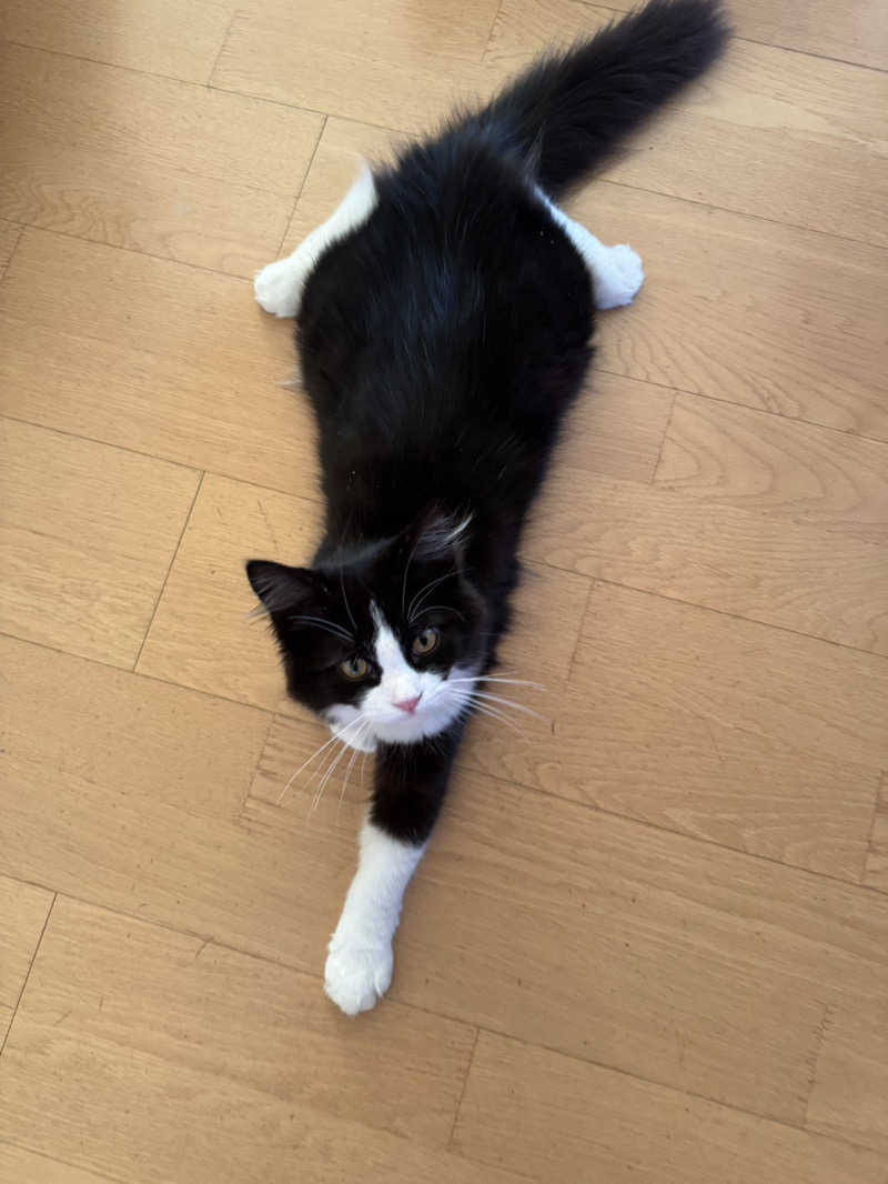 しろくまさんの行田・湯本天然温泉 茂美の湯のサ活写真