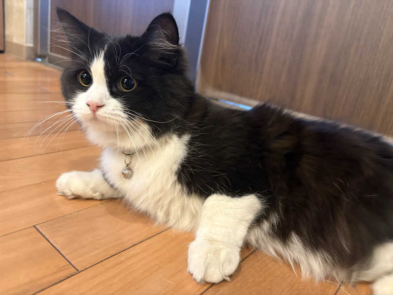 しろくまさんの行田・湯本天然温泉 茂美の湯のサ活写真