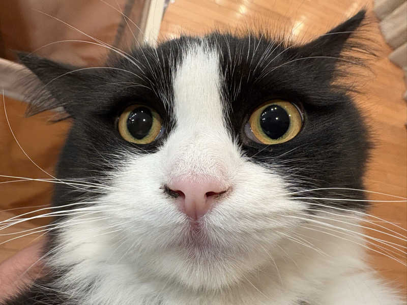 しろくまさんの行田・湯本天然温泉 茂美の湯のサ活写真
