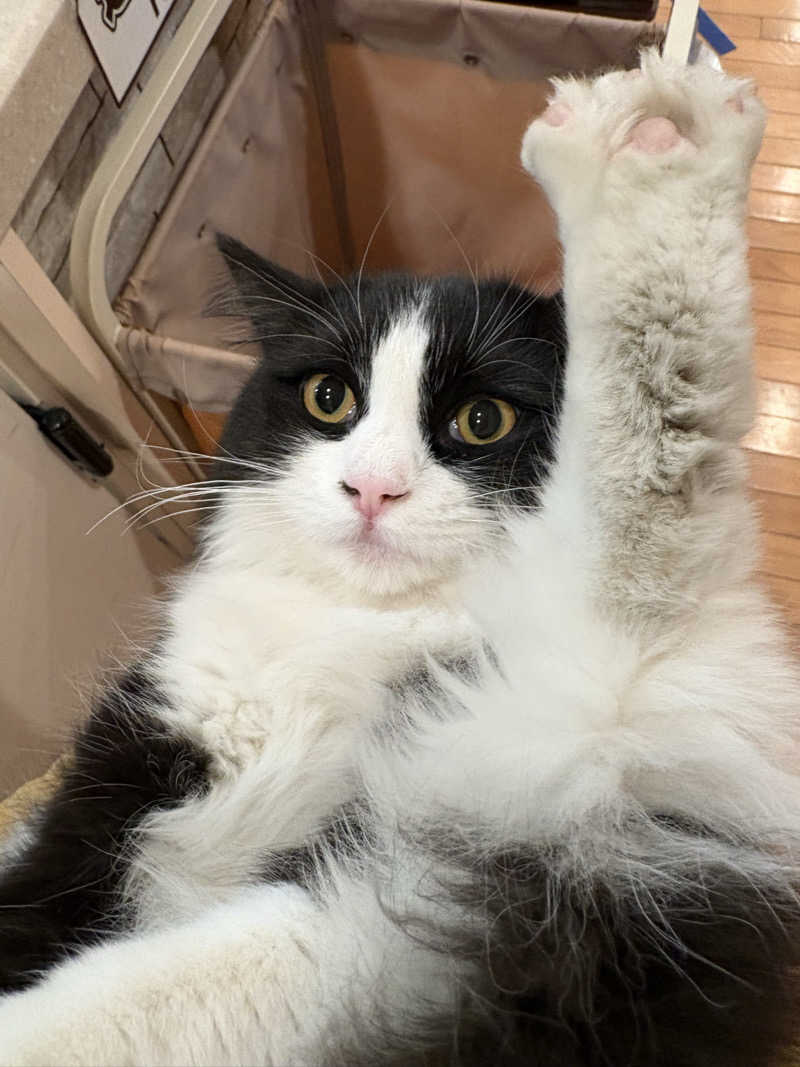 しろくまさんの行田・湯本天然温泉 茂美の湯のサ活写真