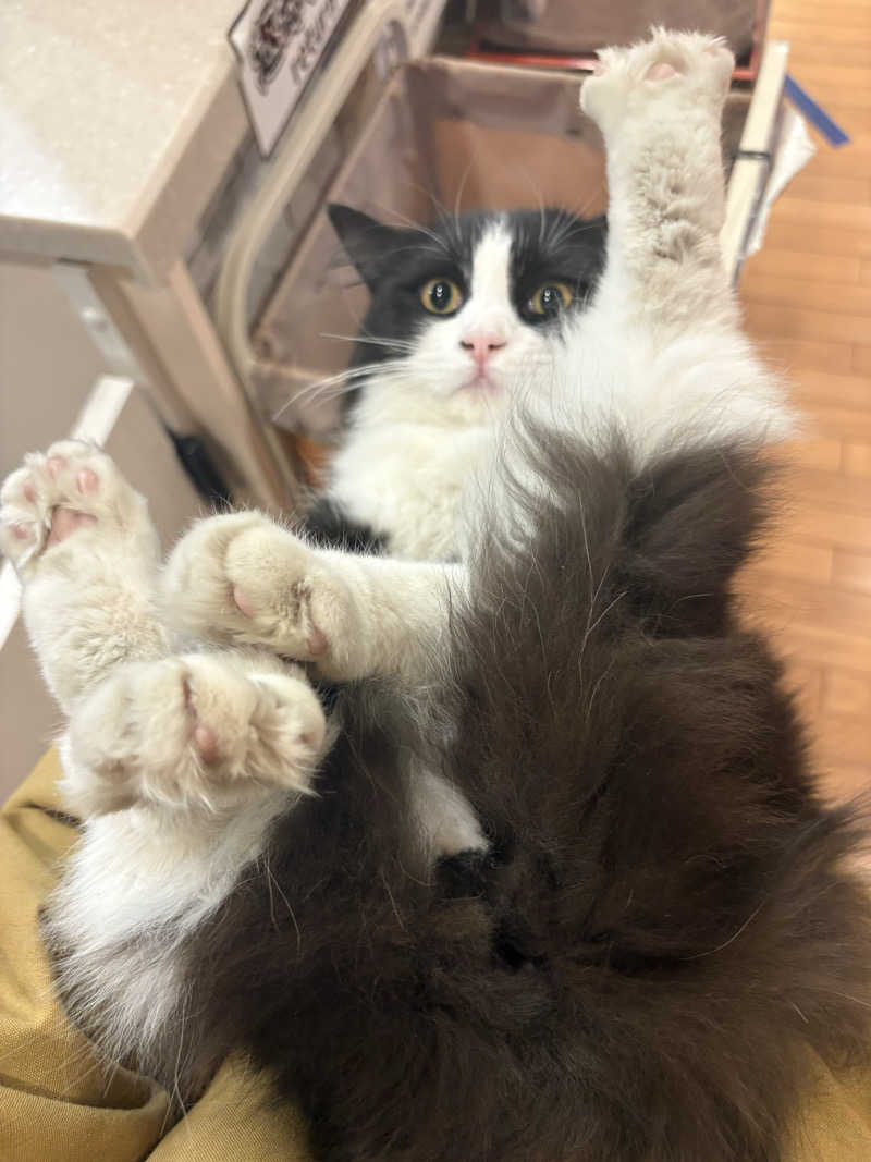 しろくまさんの行田・湯本天然温泉 茂美の湯のサ活写真