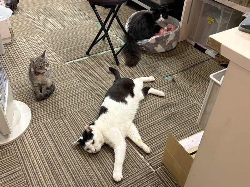 しろくまさんの行田・湯本天然温泉 茂美の湯のサ活写真