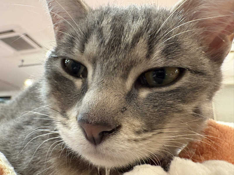 しろくまさんの行田・湯本天然温泉 茂美の湯のサ活写真