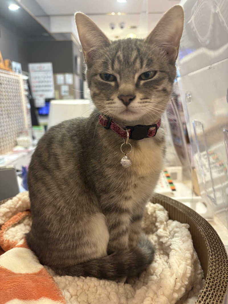 しろくまさんの行田・湯本天然温泉 茂美の湯のサ活写真