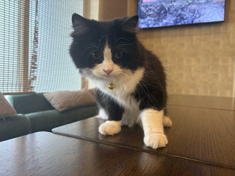 しろくまさんの行田・湯本天然温泉 茂美の湯のサ活写真