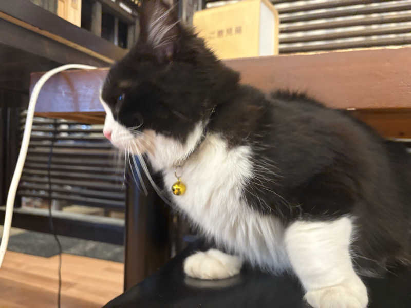 しろくまさんの行田・湯本天然温泉 茂美の湯のサ活写真
