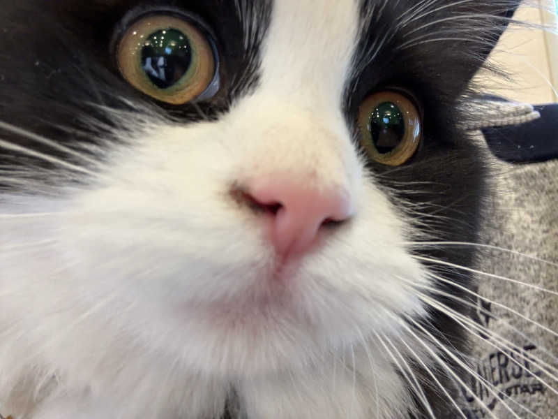 しろくまさんの行田・湯本天然温泉 茂美の湯のサ活写真