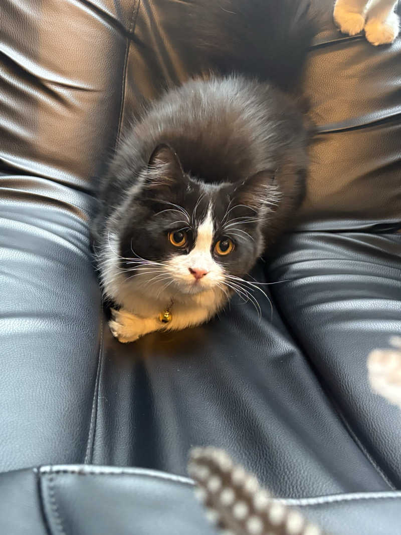 しろくまさんの行田・湯本天然温泉 茂美の湯のサ活写真