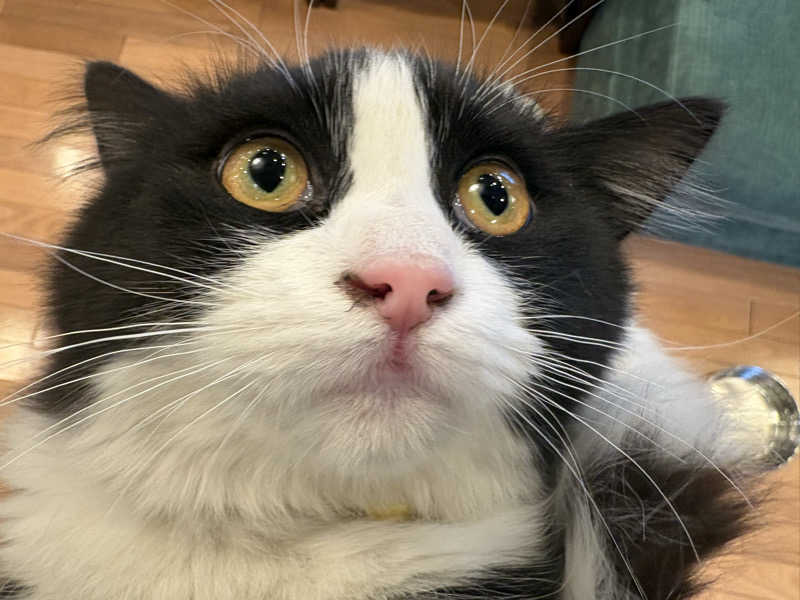 しろくまさんの行田・湯本天然温泉 茂美の湯のサ活写真