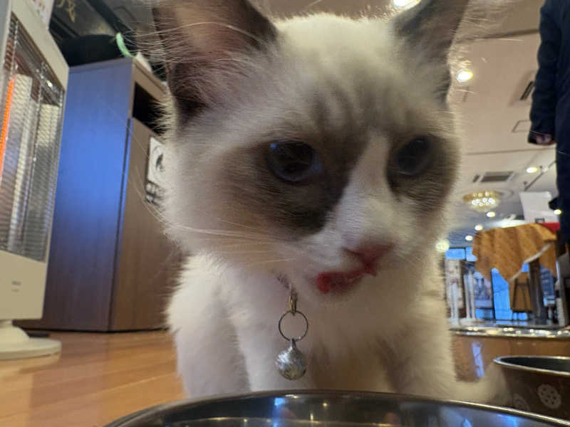 しろくまさんの行田・湯本天然温泉 茂美の湯のサ活写真