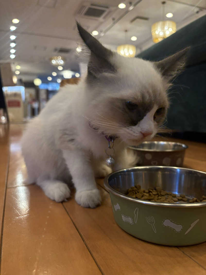 しろくまさんの行田・湯本天然温泉 茂美の湯のサ活写真