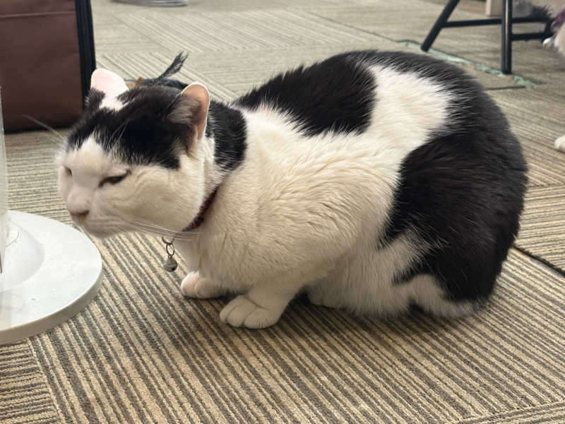 しろくまさんの行田・湯本天然温泉 茂美の湯のサ活写真
