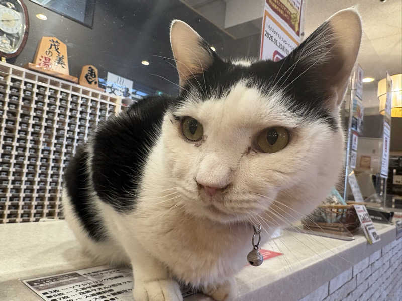 しろくまさんの行田・湯本天然温泉 茂美の湯のサ活写真