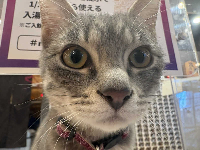 しろくまさんの行田・湯本天然温泉 茂美の湯のサ活写真