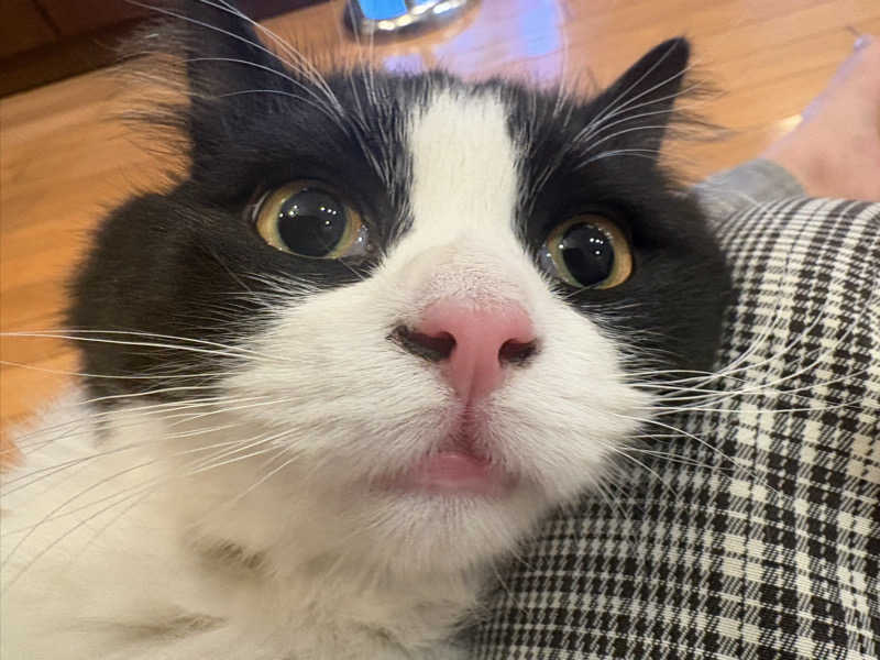 しろくまさんの行田・湯本天然温泉 茂美の湯のサ活写真