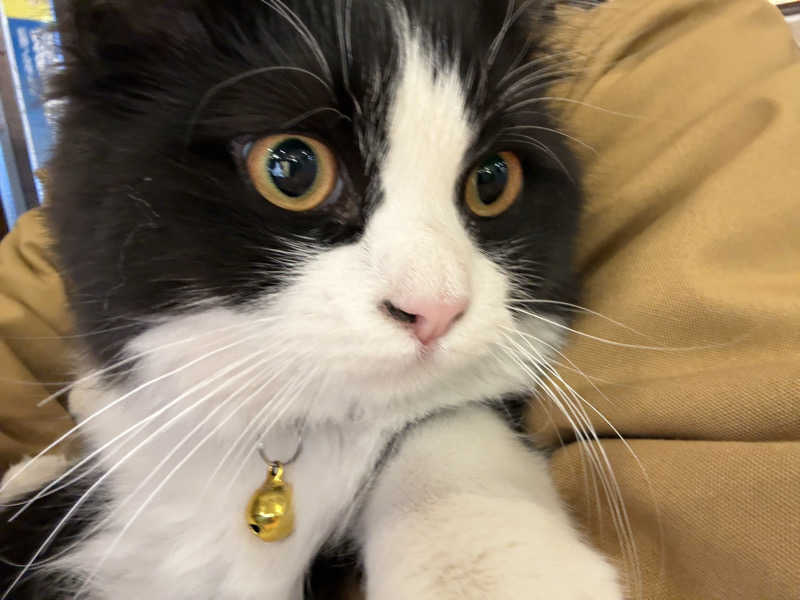 しろくまさんの行田・湯本天然温泉 茂美の湯のサ活写真