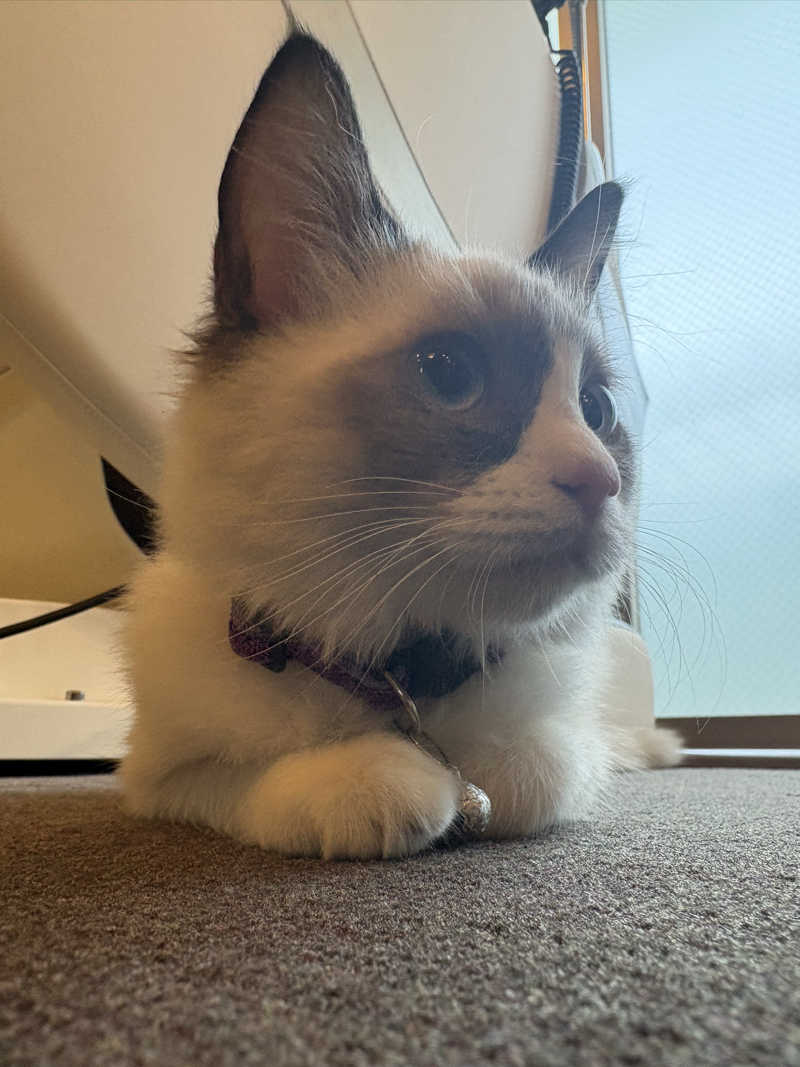 しろくまさんの行田・湯本天然温泉 茂美の湯のサ活写真