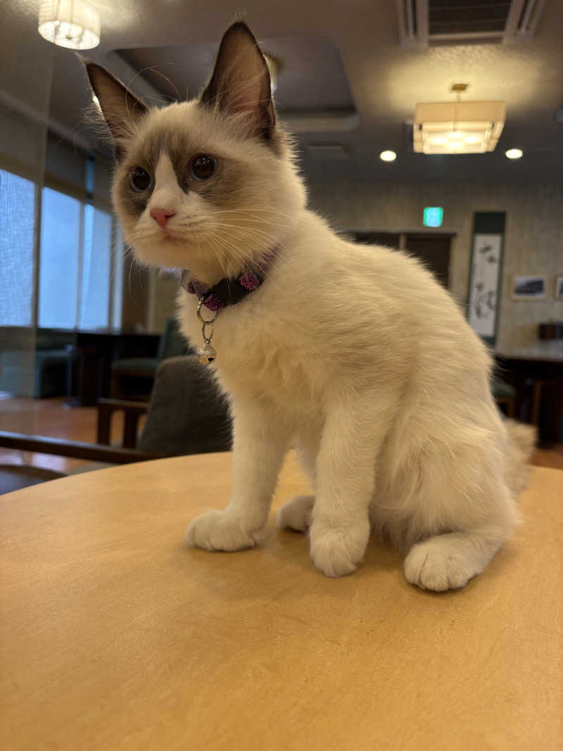 しろくまさんの行田・湯本天然温泉 茂美の湯のサ活写真