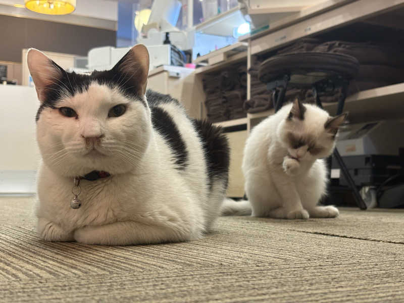 しろくまさんの行田・湯本天然温泉 茂美の湯のサ活写真