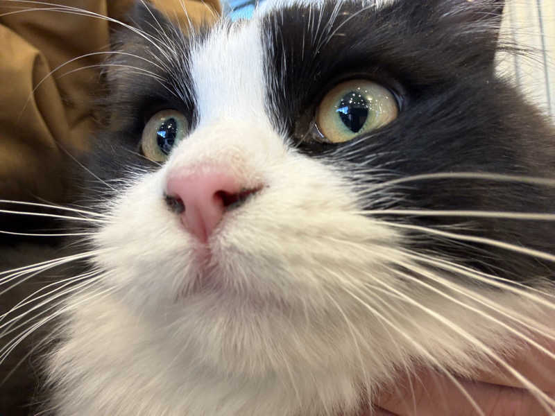 しろくまさんの行田・湯本天然温泉 茂美の湯のサ活写真