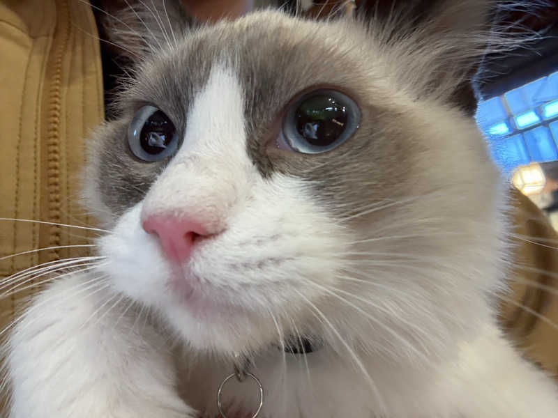 しろくまさんの行田・湯本天然温泉 茂美の湯のサ活写真