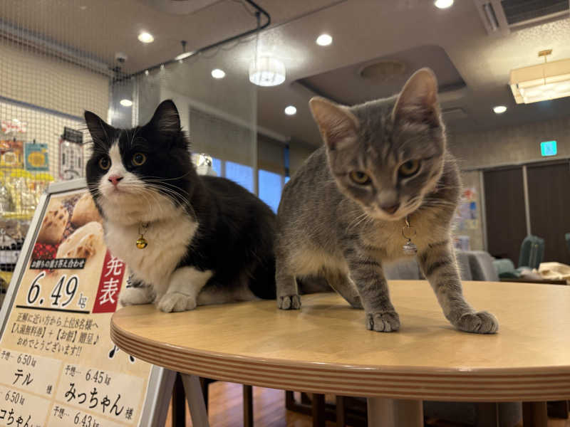 しろくまさんの行田・湯本天然温泉 茂美の湯のサ活写真