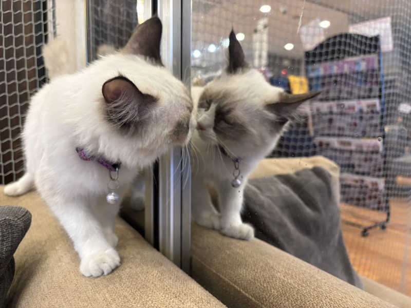しろくまさんの行田・湯本天然温泉 茂美の湯のサ活写真