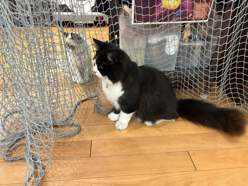 しろくまさんの行田・湯本天然温泉 茂美の湯のサ活写真