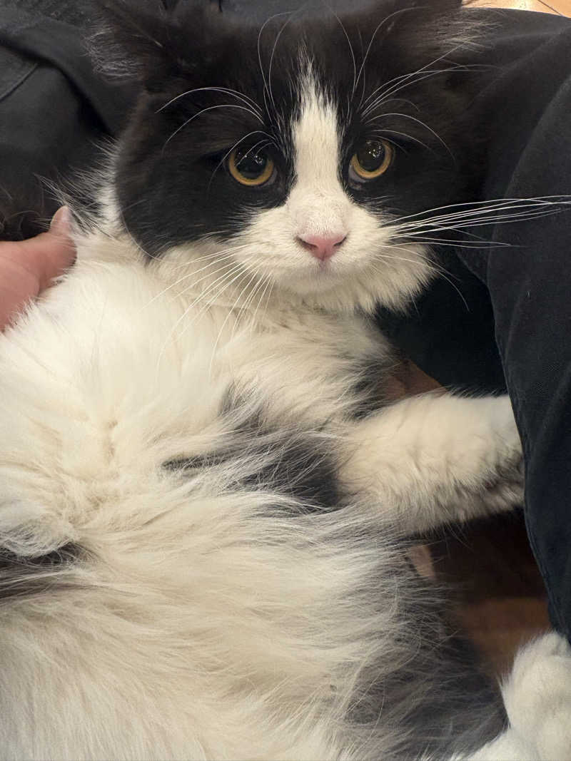 しろくまさんの行田・湯本天然温泉 茂美の湯のサ活写真