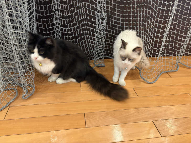 しろくまさんの行田・湯本天然温泉 茂美の湯のサ活写真