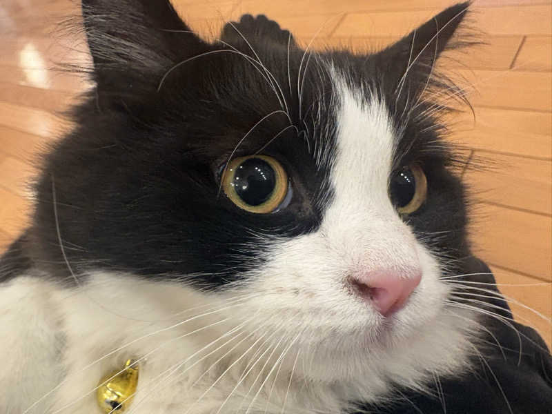 しろくまさんの行田・湯本天然温泉 茂美の湯のサ活写真