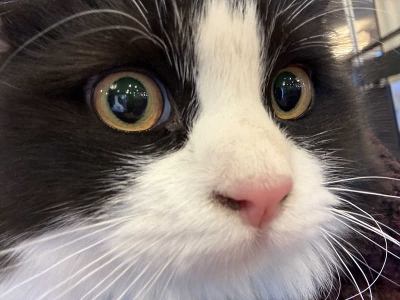 しろくまさんの行田・湯本天然温泉 茂美の湯のサ活写真