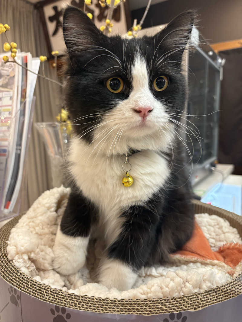 しろくまさんの行田・湯本天然温泉 茂美の湯のサ活写真